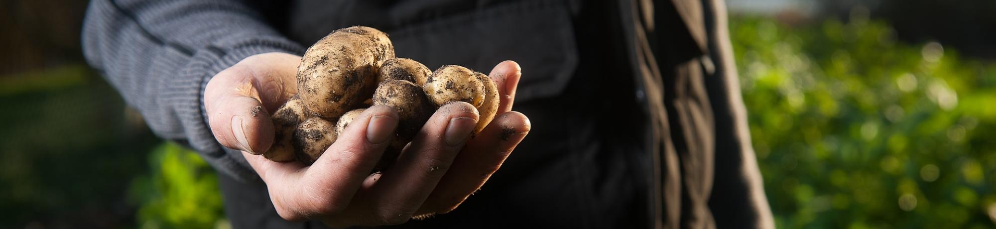 A close up of a farmer holding harvested potatoes