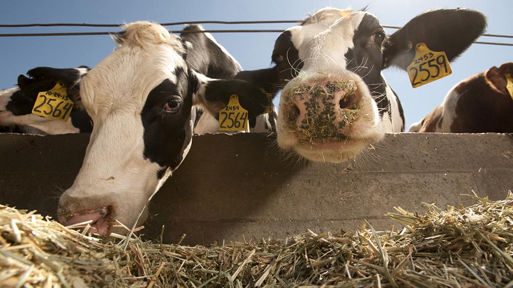 A close up of a pair of cows looking over a fence.