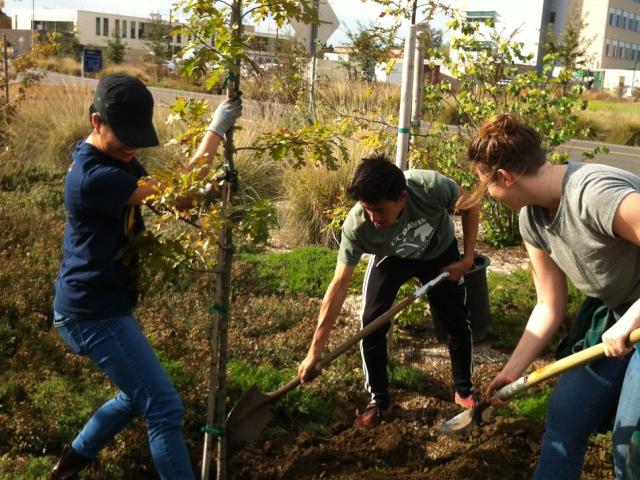 Three students work together to plant a young tree