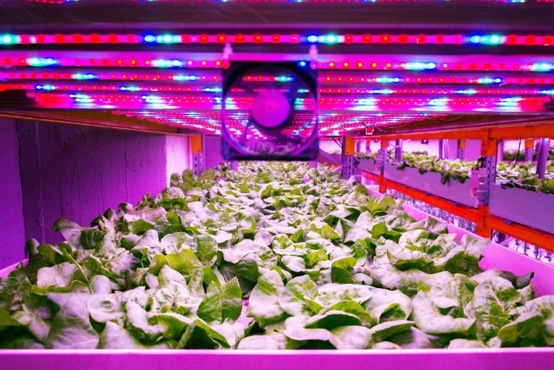 Lighting in controlled environment agriculture
