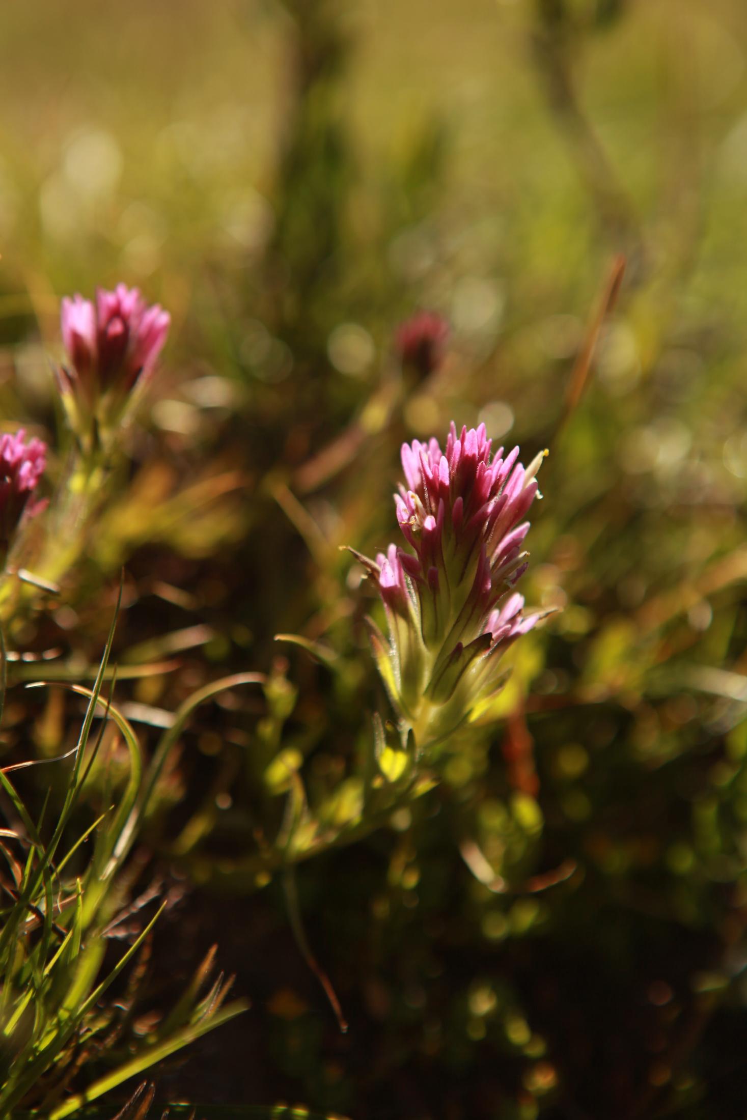 Image of flowers taken in Catilleja