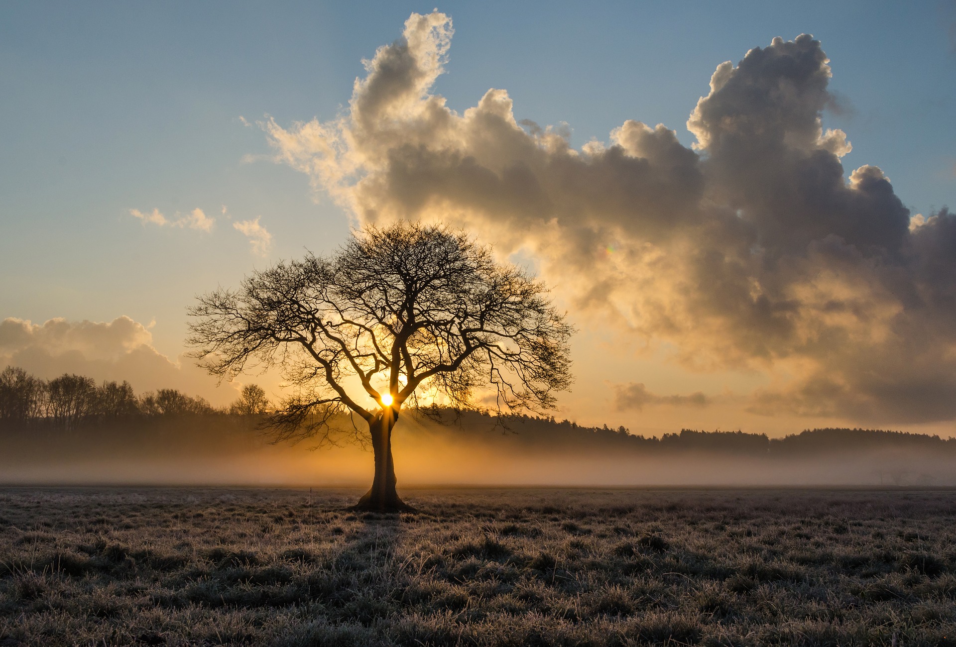 Lone tree with early morning light filtering through ground fog and the tree's branches