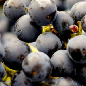 A cluster of grapes