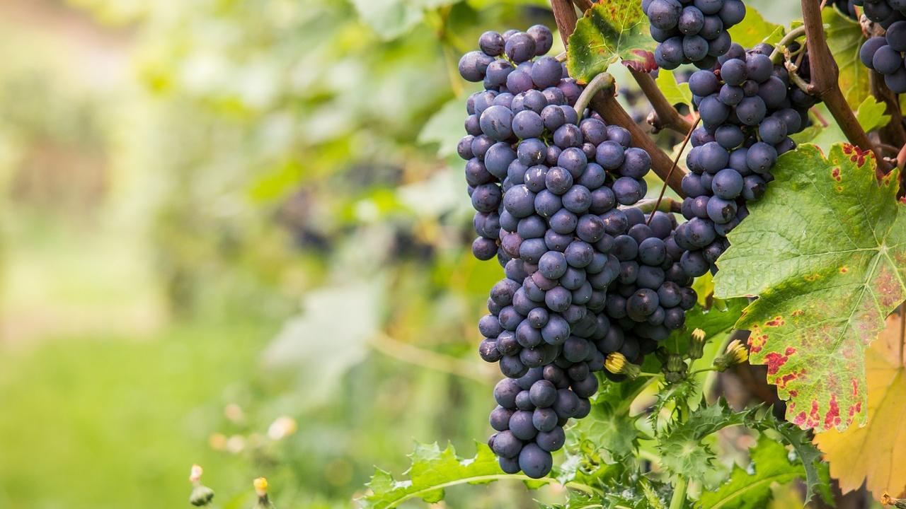 wine grapes on the vine