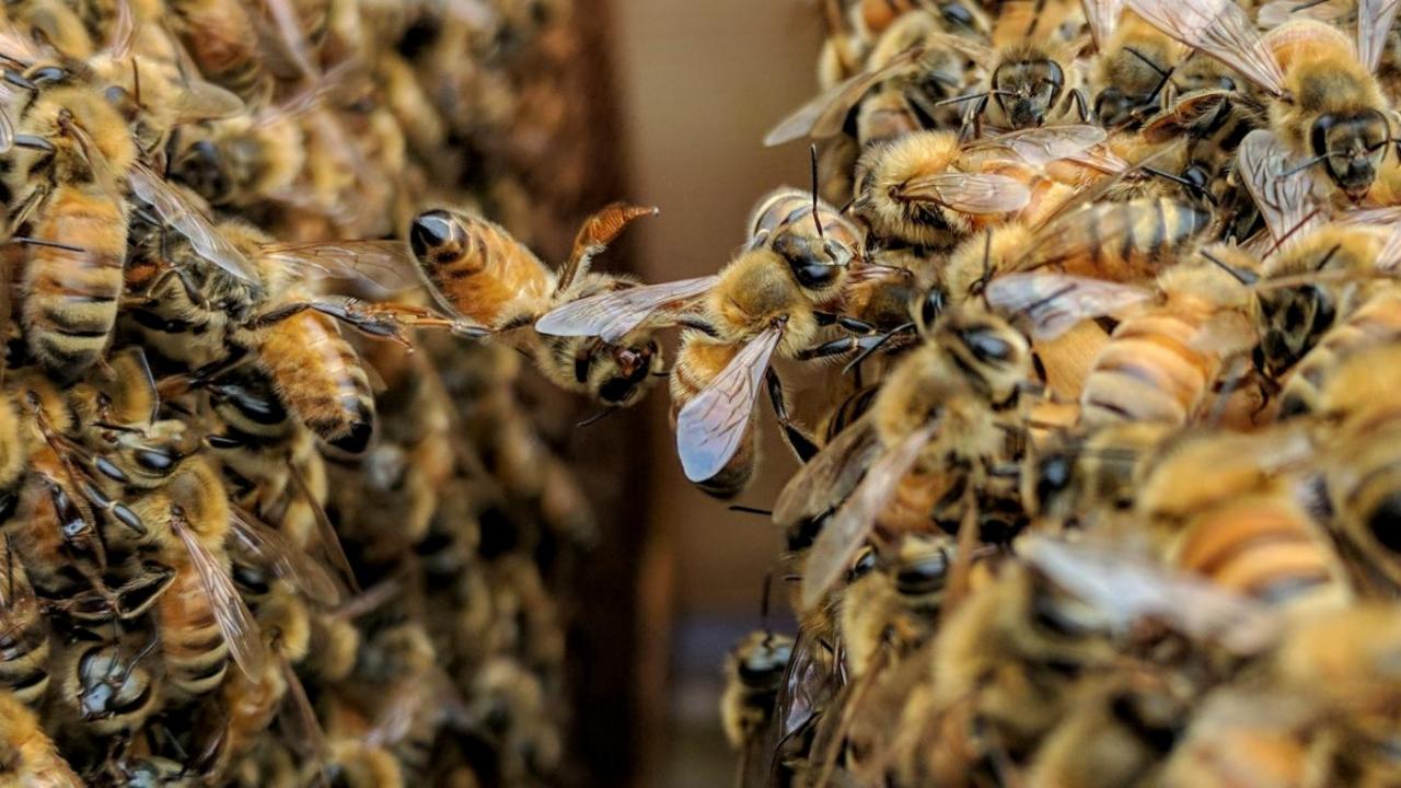 A colony of bees
