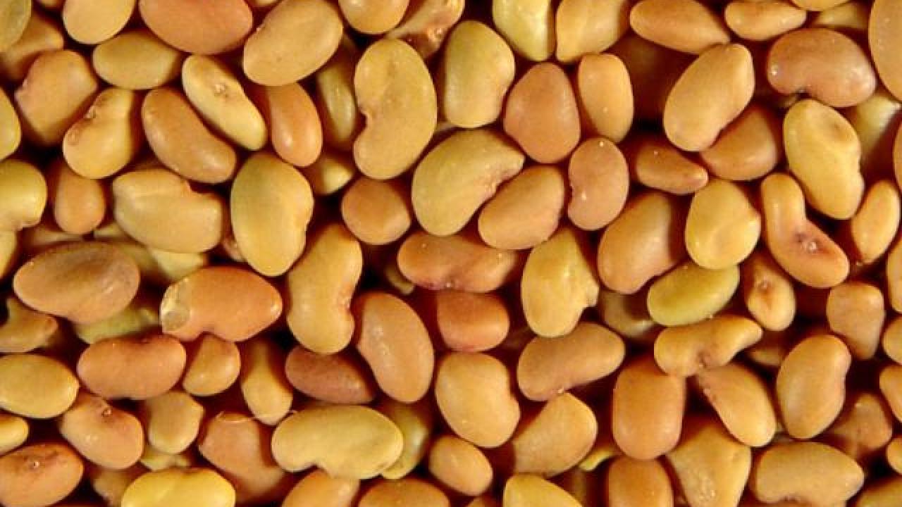 A top-down view of a surface covered in alfalfa seeds.