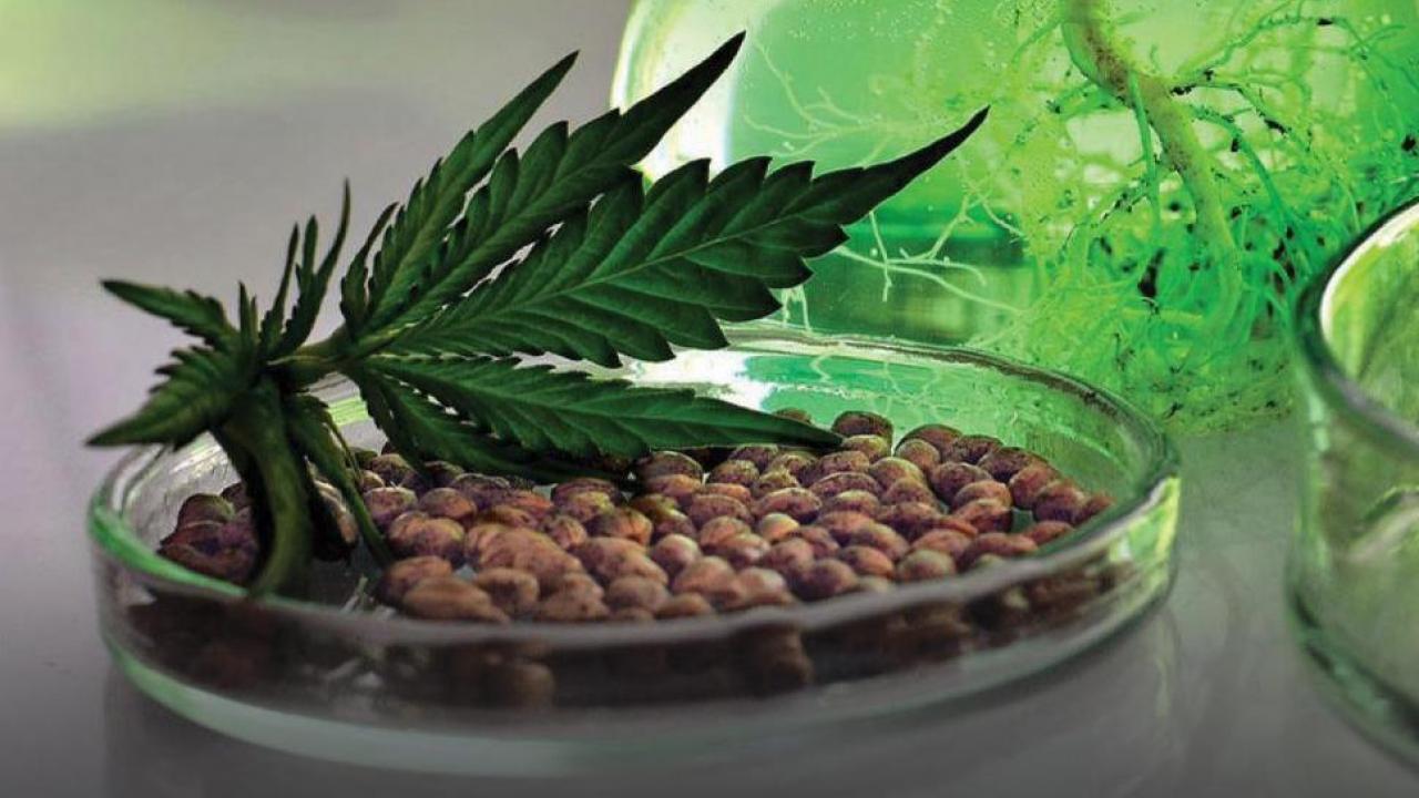 Cannabis leaf in a petri dish
