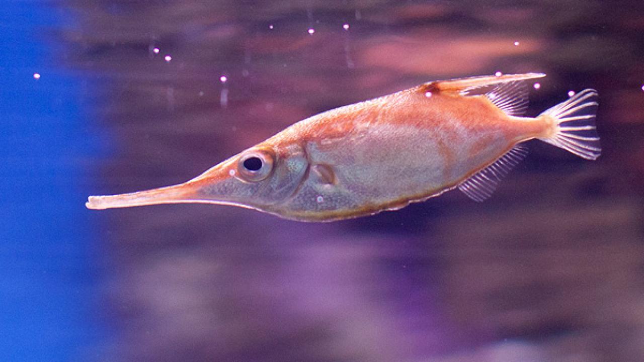 snipefish