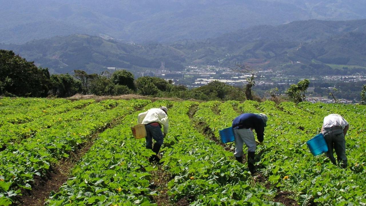 Workers collecting food from farm fields.