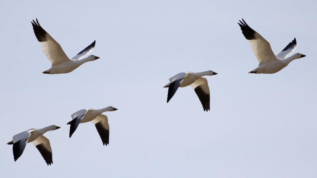 A group of snow geese migrating