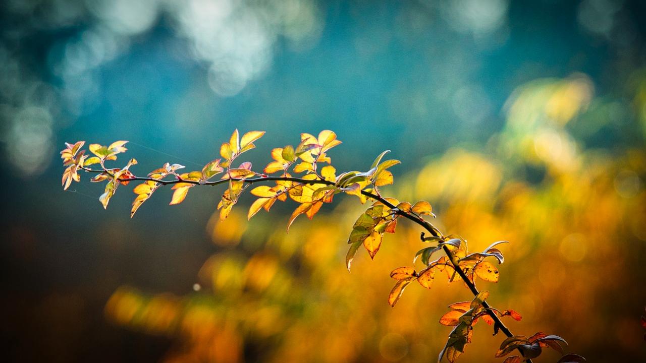 A single branch from a tree in focus with a blurred sunny background.