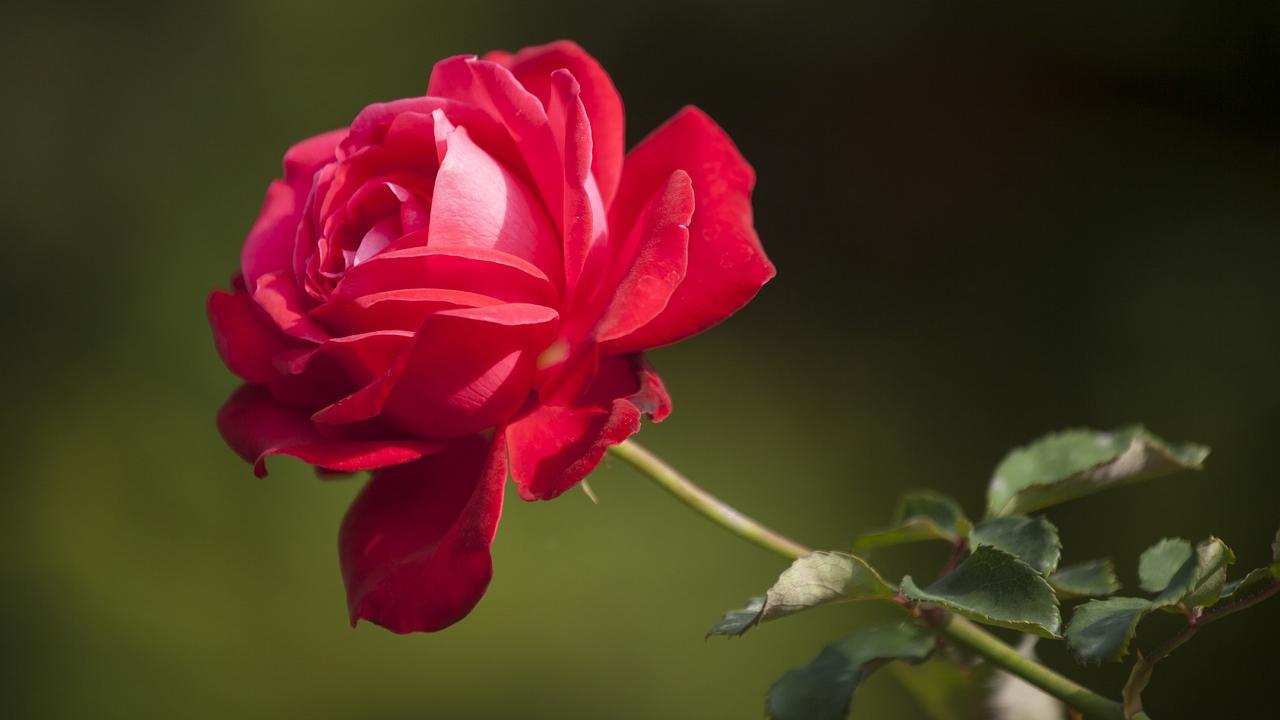 A single red rose in full bloom, image by Engin Akyurt from Pixabay