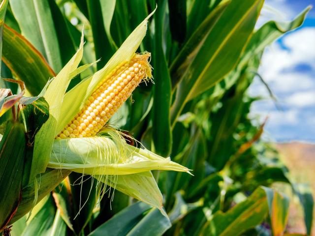 A ripe ear of corn peeks out from green husks in a sunlit maize field under a partly cloudy sky.