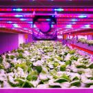 Lighting in controlled environment agriculture