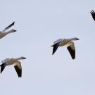 A group of snow geese migrating