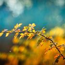 A single branch from a tree in focus with a blurred sunny background.