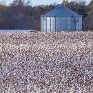 A field of cotton, spotlight image for live site cotton agronomy