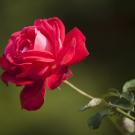 A single red rose in full bloom, image by Engin Akyurt from Pixabay