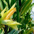A ripe ear of corn peeks out from green husks in a sunlit maize field under a partly cloudy sky.